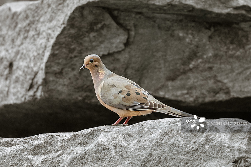 栖息在岩石上的鸟类特写，美国图片素材