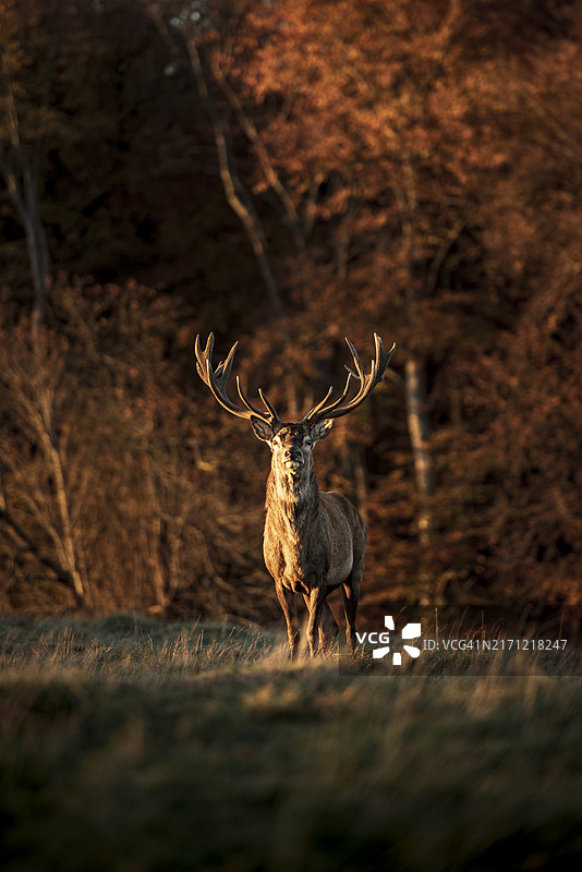 田野上站着的鹿的肖像图片素材