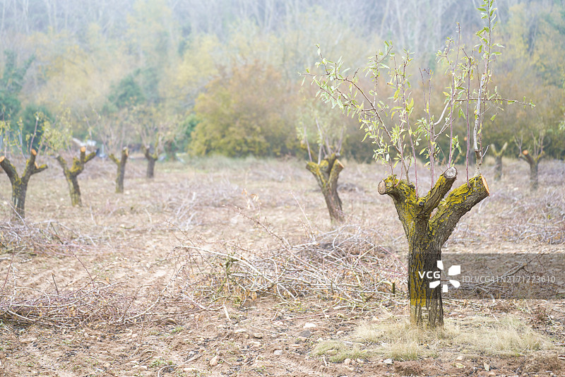 树干上长满苔藓的弦树图片素材
