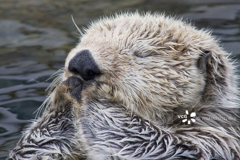 南加州海獭睡眠特写图片素材