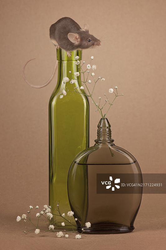 小鼠爬上桌上瓶中液体的特写图片素材