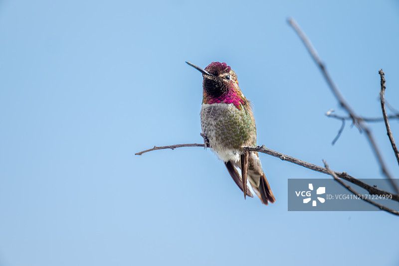 美国加利福尼亚州弗里蒙特市晴朗天空下栖息在树枝上的鸟的仰视角度图片素材