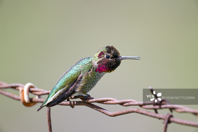 美国加利福尼亚州弗里蒙特：栖息在树枝上的鸟儿特写图片素材