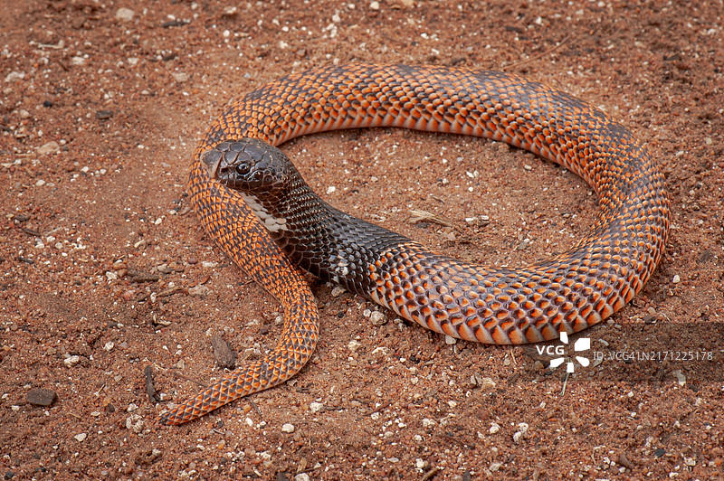 沙滩上蛇的高角度视图图片素材
