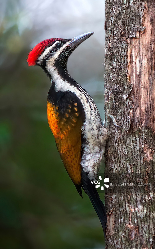 火焰背啄木鸟图片素材
