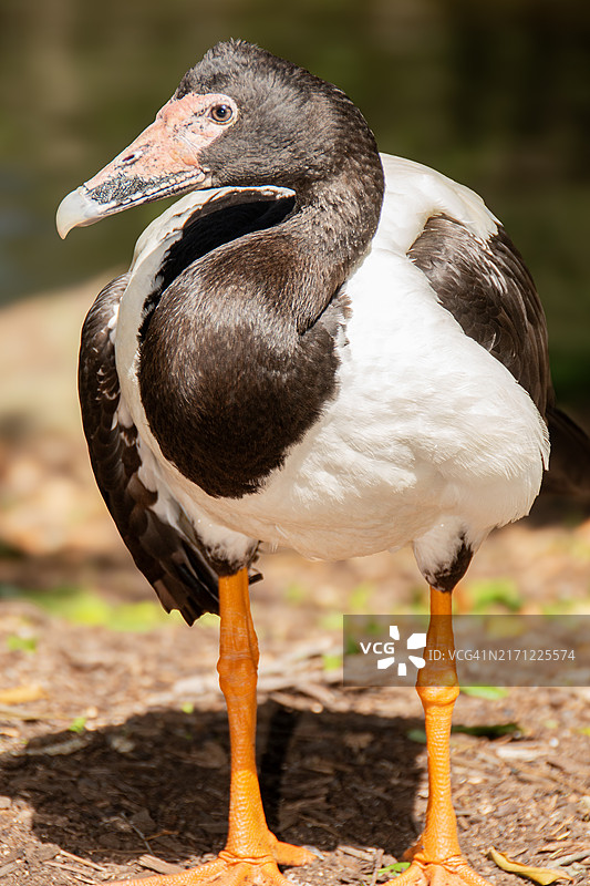 澳大利亚：栖息在田野上的鸟儿特写图片素材