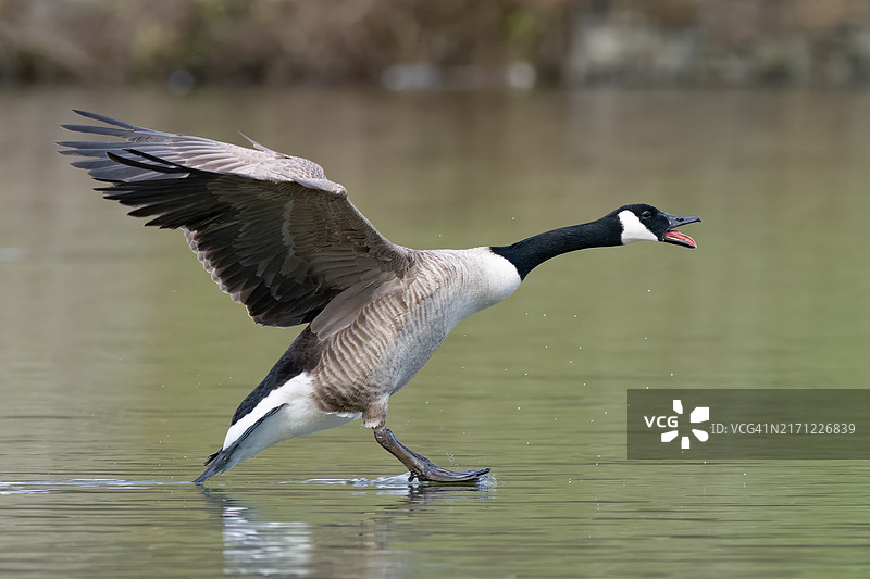 飞鸟掠过湖面的特写图片素材