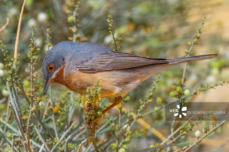 鸟栖息在植物上的特写镜头图片素材