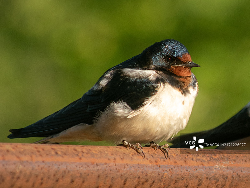 近距离拍摄栖息在挡土墙上的鸟，波季，格鲁吉亚图片素材