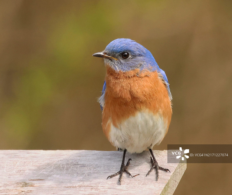 鸟类栖息在木头上的特写，美国宾夕法尼亚州图片素材