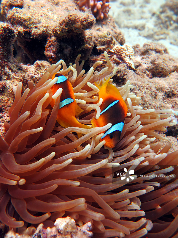 海中游泳的小丑鱼特写图片素材