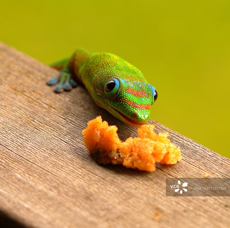 美国夏威夷木头上的蜥蜴特写图片素材
