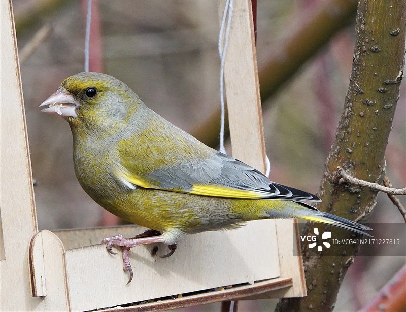 栖息于喂食器上的鸟儿特写，俄罗斯图片素材