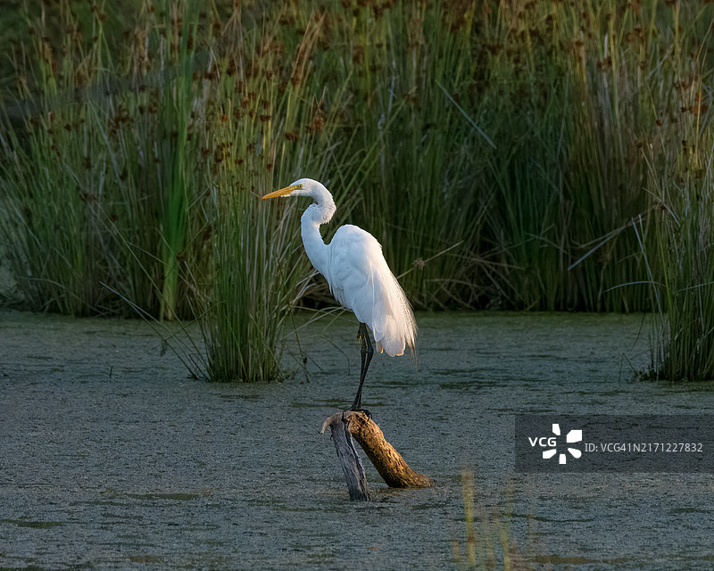 美国俄克拉荷马州塔尔萨湖中栖息的苍鹭侧影图片素材