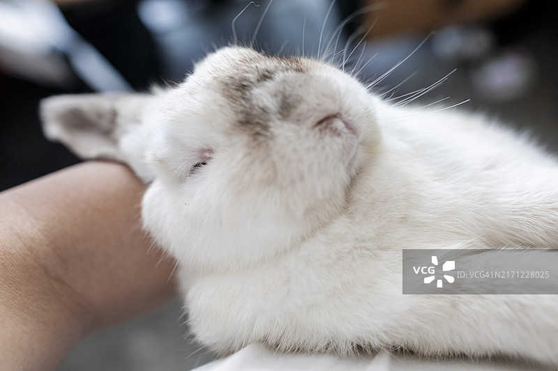 泰国曼谷，手持兔子的特写图片素材
