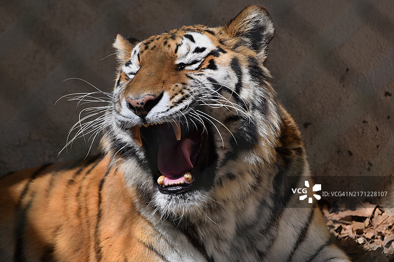老虎站在墙边打哈欠的特写，日本图片素材