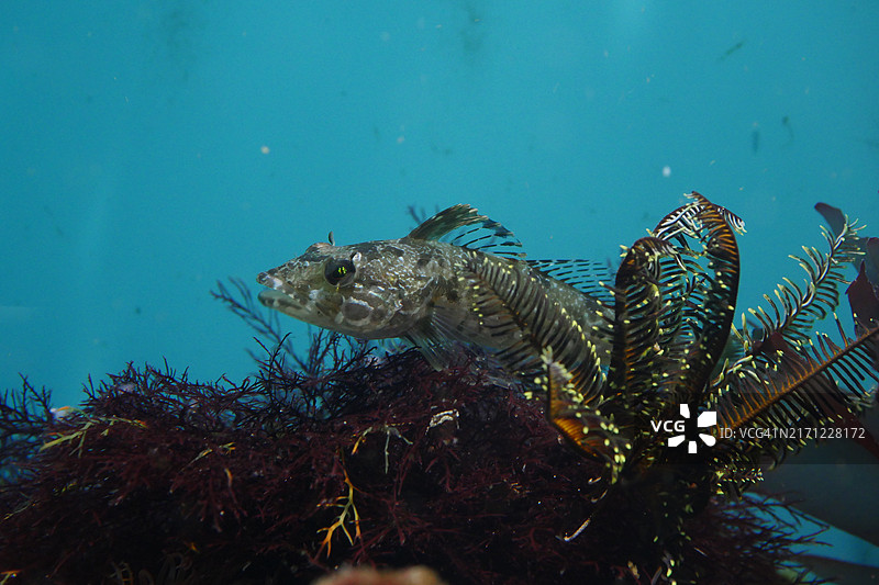 日本海中游动的鱼的特写图片素材