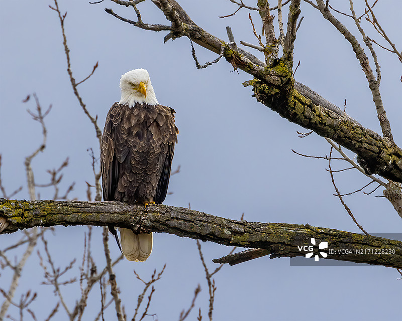 美国俄亥俄州大观景城，雄鹰栖息枝头图片素材
