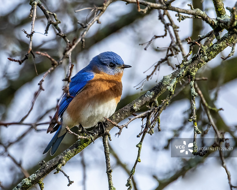 栖息于树枝上的鸟儿特写，美国俄亥俄州哥伦布图片素材