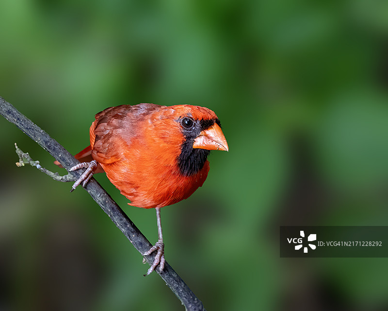栖息于树枝上的鸟儿特写，美国俄亥俄州哥伦布图片素材