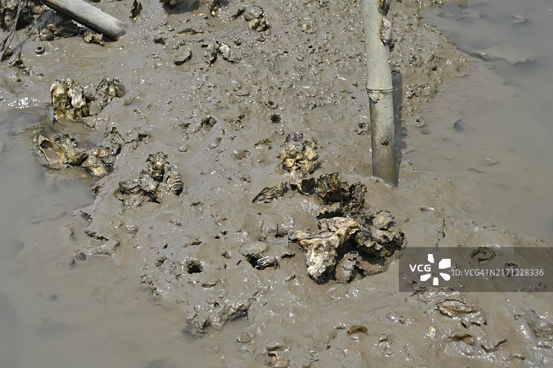 全罗南道高兴郡愚岛村海边生蚝石画风光图片素材