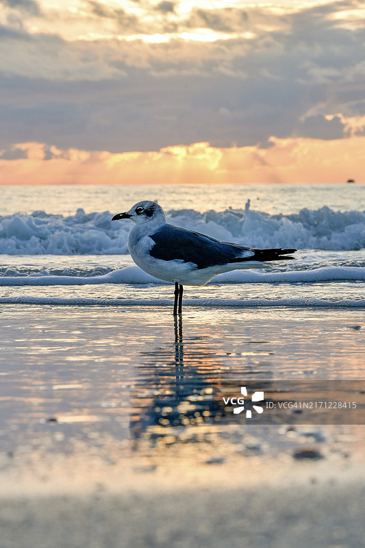 海滩上的海鸥轮廓，美国佛罗里达州珍宝岛图片素材