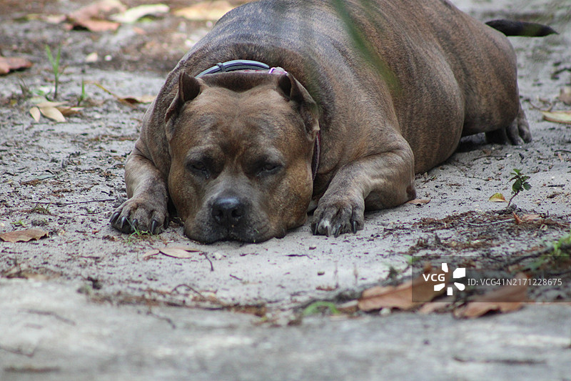 狗的特写，睡在田野上，美国佛罗里达州皮内拉斯帕克图片素材