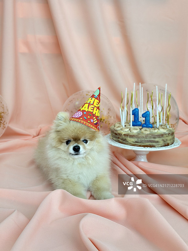 戴着生日帽的可爱狗狗的特写，俄罗斯图片素材