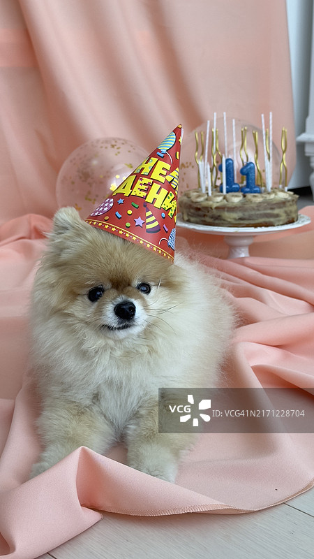 戴着生日帽的狗狗特写，俄罗斯图片素材