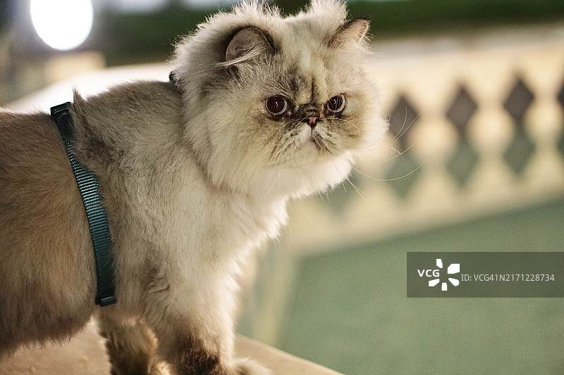 猫咪的特写镜头，罗马尼亚克拉约瓦图片素材