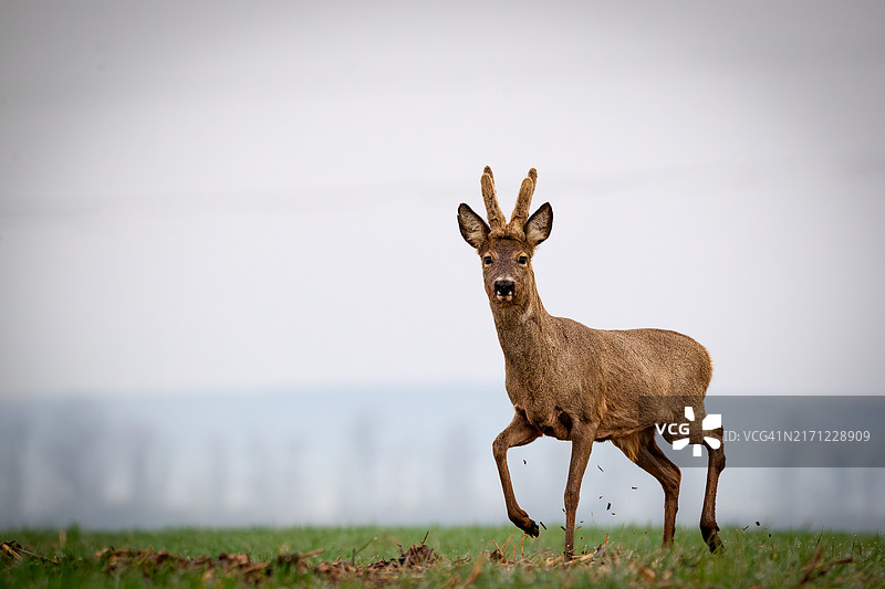 以天空为背景，原野上站立的鹿肖像图片素材