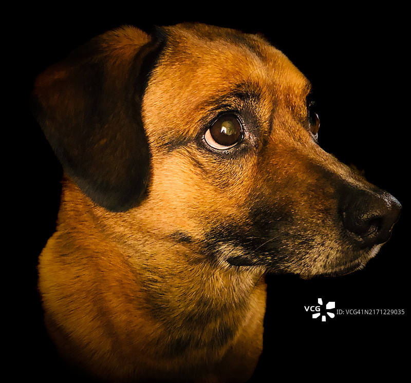 黑色背景下的狗的特写图片素材