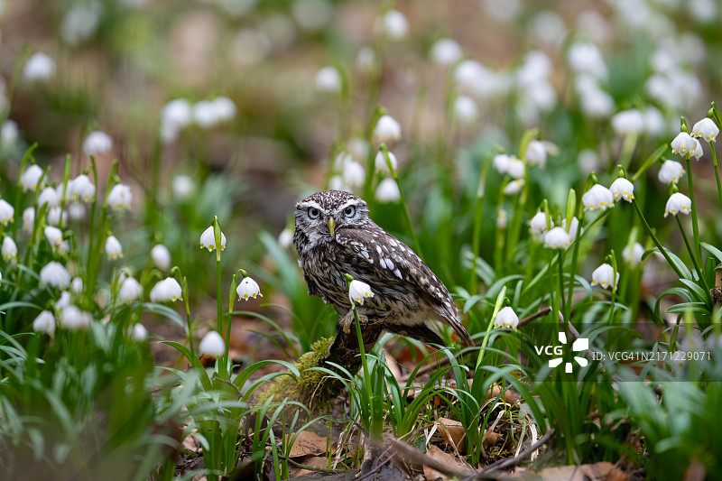 栖息在田野上的猫头鹰特写图片素材