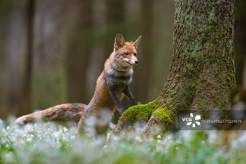 森林中坐在树干上的狐狸特写图片素材