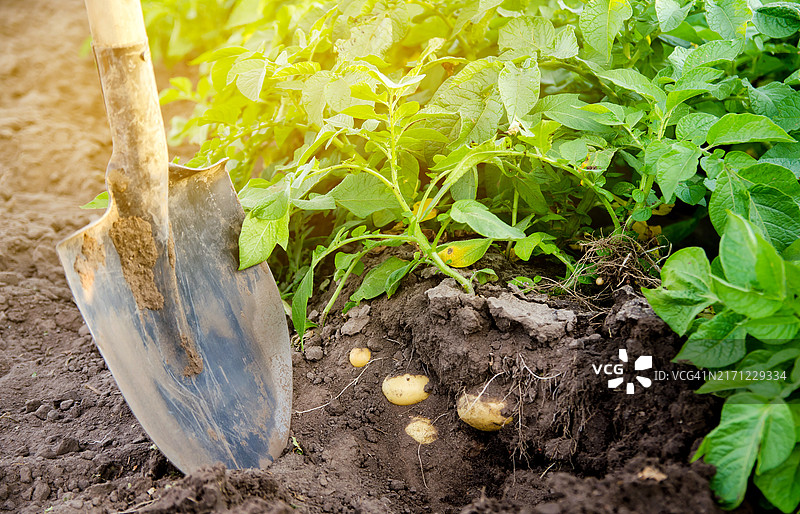 田野里新鲜的马铃薯作物图片素材