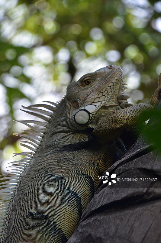 阿鲁巴树上的鬣蜥特写图片素材