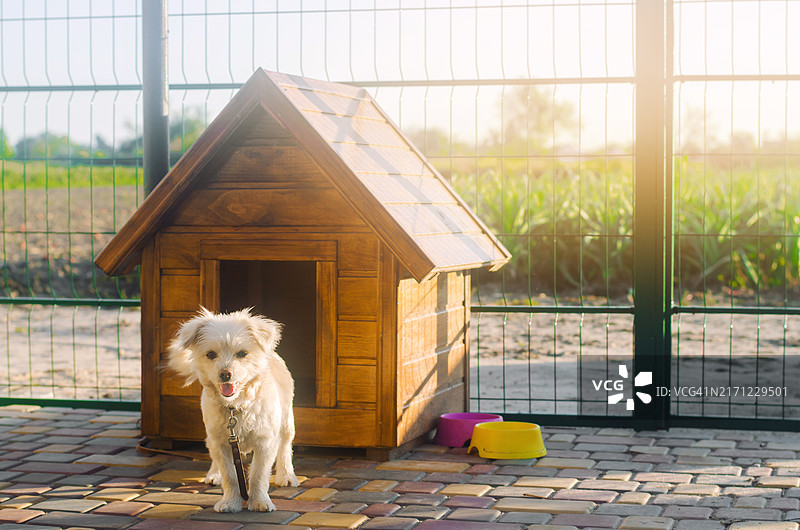 阳光明媚的日子里展位附近的美丽白色小狗，动物之家图片素材
