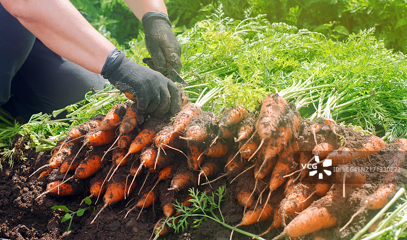 乌克兰赫尔松地区农民田间采摘胡萝卜，有机蔬菜夏收图片素材