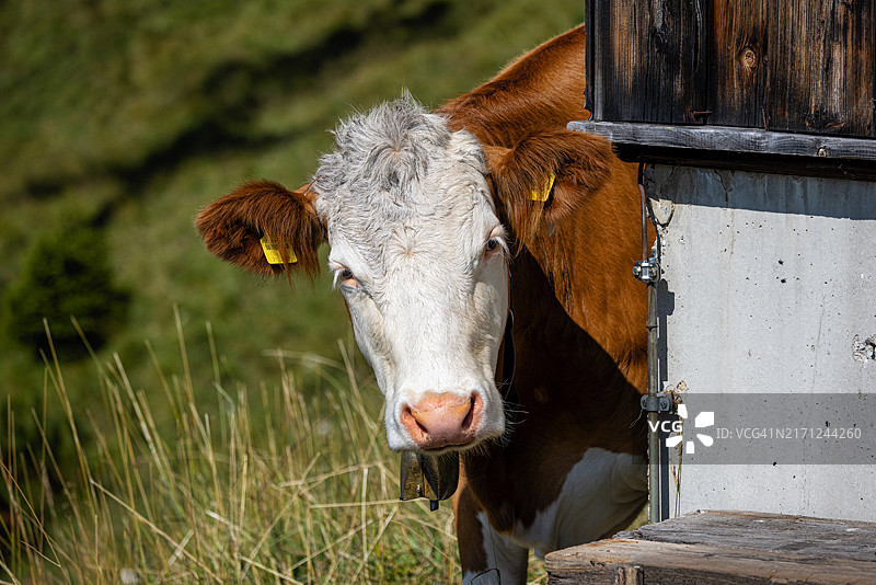 西门塔尔牛在建筑物的拐角处张望图片素材