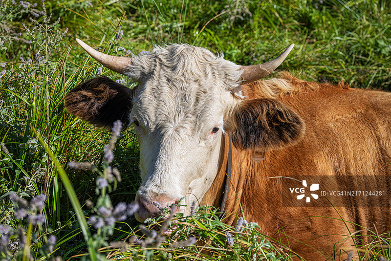 阿尔卑斯牧场上的西门塔尔牛图片素材