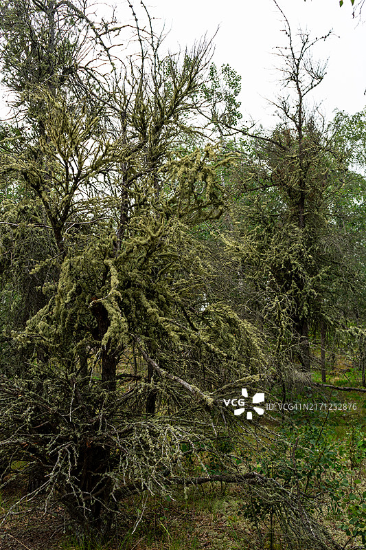 驼鹿湖边的诡异树木图片素材