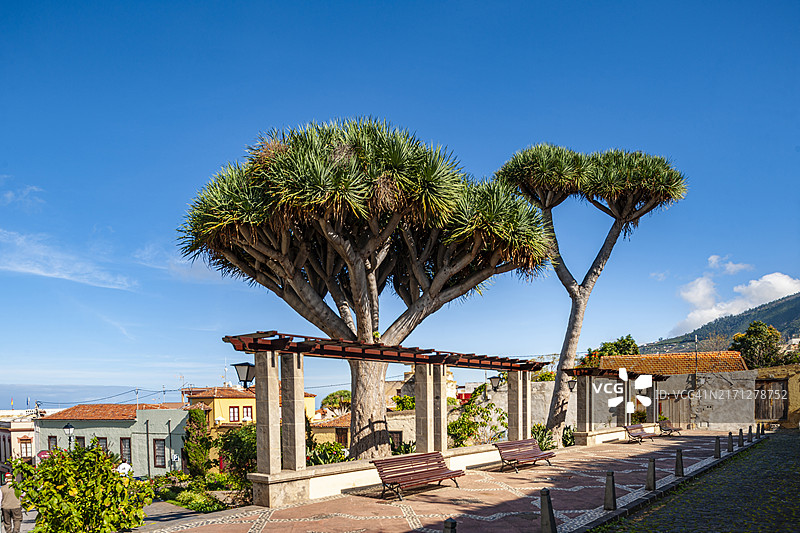 特内里费岛的洛斯雷阿莱霍斯村景色图片素材