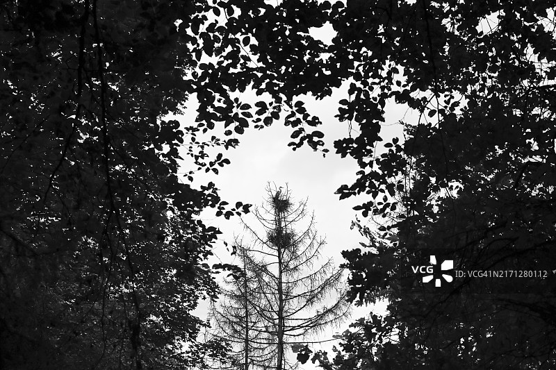 森林中栖息在树枝上的苍鹭图片素材