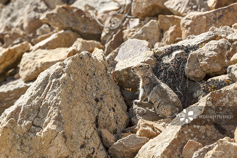北极地松鼠图片素材