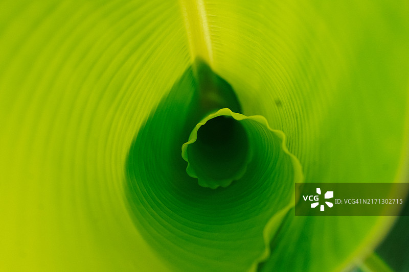 香蕉叶纹理与图案图片素材