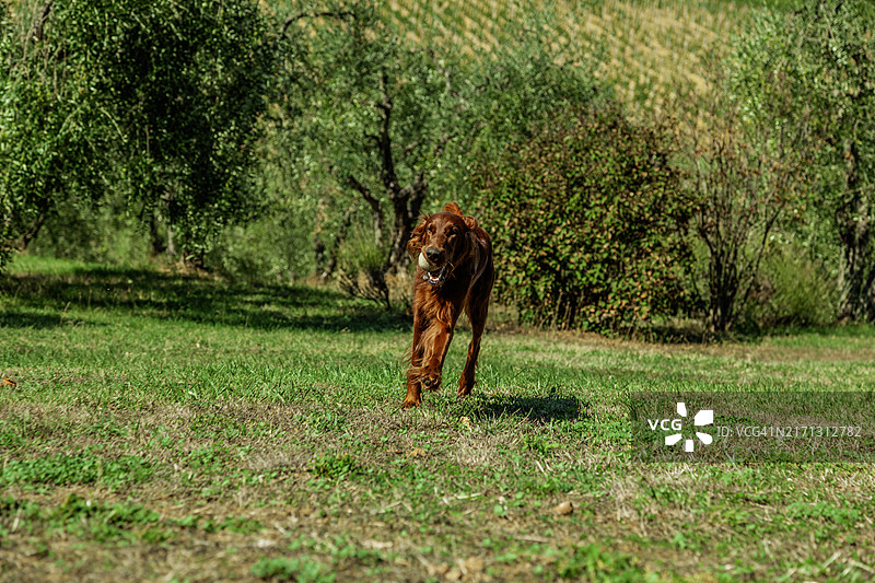 在葡萄园奔跑和玩耍的阿富汗犬图片素材