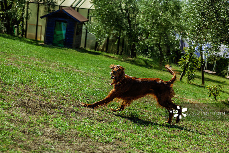 在葡萄园奔跑和玩耍的阿富汗犬图片素材