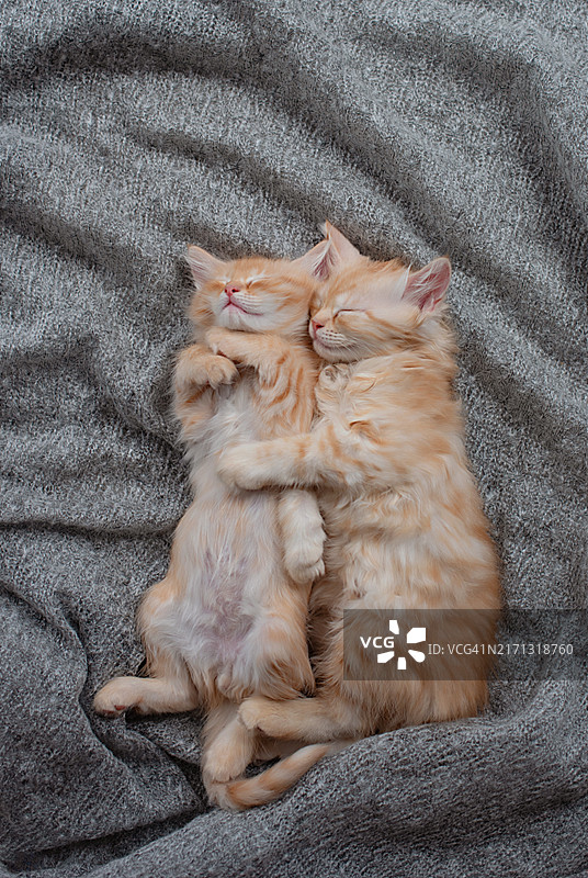 两只可爱的猫咪正在睡觉图片素材