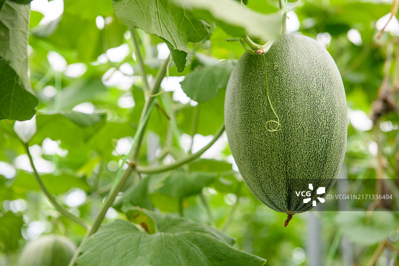 温室里的蜜瓜图片素材