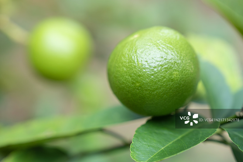 树上生长的柠檬特写图片素材